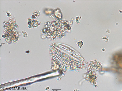 phyto/Bizerte/bizerte_lagoon/RISCO February 2015/Surirella sp3 (ancien Lagune_T1-B_Surirella sp -4).tif(copy)_thumb.jpg